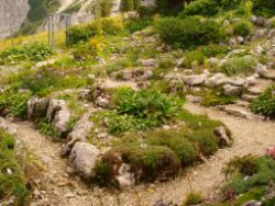 2013-08-18_Regina-F-Rau_Schachen_Alpengarten (566).JPG